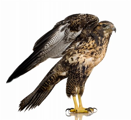 simsearch:400-04058197,k - Young Black-chested Buzzard-eagle () - Geranoaetus melanoleucus in front of a white background Foto de stock - Super Valor sin royalties y Suscripción, Código: 400-04505203