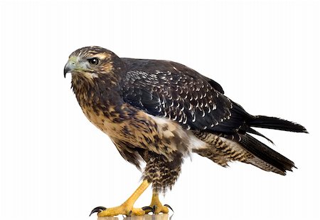 simsearch:400-04058197,k - Young Black-chested Buzzard-eagle () - Geranoaetus melanoleucus in front of a white background Foto de stock - Super Valor sin royalties y Suscripción, Código: 400-04505216