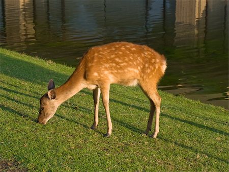 deer and water - Single wild sika deer fawn grazing on grass beside water in Nara Park near Todai-ji temple in Nara, Japan. In Nara city over 1,200 wild deer roam freely  around the parks and temples. Stock Photo - Budget Royalty-Free & Subscription, Code: 400-04505328