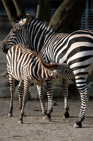 Young zebra is feding at its mother Stock Photo - Budget Royalty-Free & Subscription, Code: 400-04505576