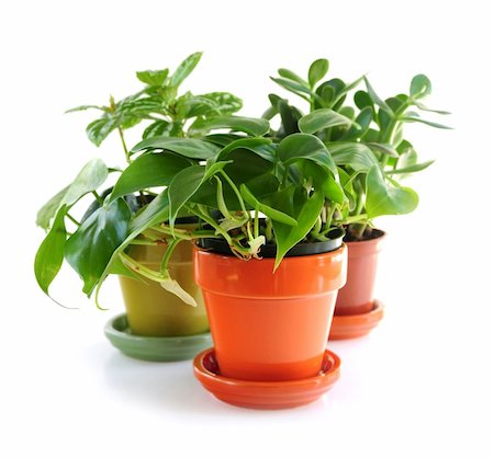 simsearch:400-04064749,k - Assorted green houseplants in pots isolated on white background Stock Photo - Budget Royalty-Free & Subscription, Code: 400-04505595