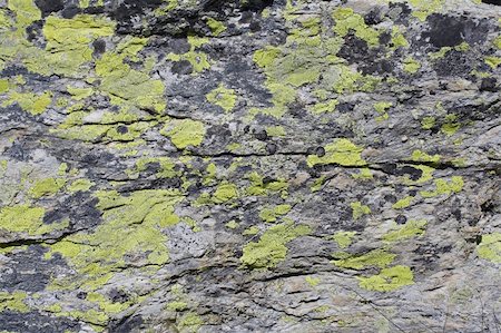 hi res photo, green musk on dolomites stone Stock Photo - Budget Royalty-Free & Subscription, Code: 400-04505859