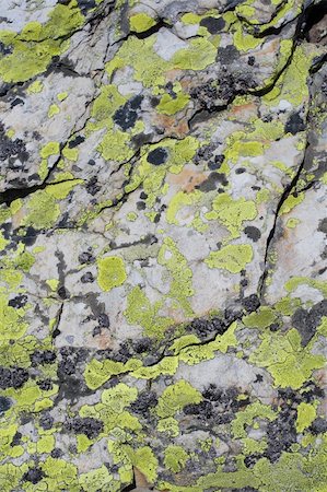 hi res photo, green musk on dolomites stone Stock Photo - Budget Royalty-Free & Subscription, Code: 400-04505860