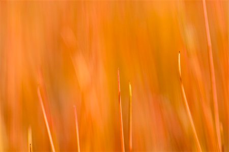 parc (nature) - New blades of the grassy plant Juncus gerardii (original color, selective focus) Stock Photo - Budget Royalty-Free & Subscription, Code: 400-04505981