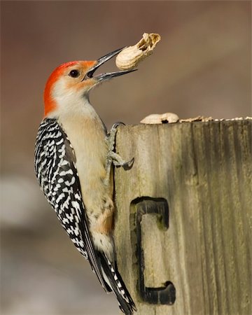 pájaro carpintero - A red-bellied woodpecker prhed on a wooden post. Foto de stock - Super Valor sin royalties y Suscripción, Código: 400-04506367