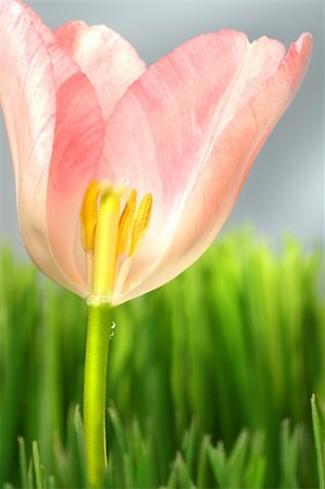 simsearch:400-04298096,k - Inside of a pink tulip in the grass Foto de stock - Super Valor sin royalties y Suscripción, Código: 400-04506385