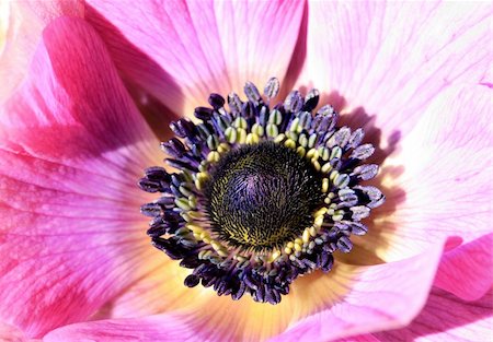 simsearch:400-04861419,k - Close up of a pink flower (Anemone) Photographie de stock - Aubaine LD & Abonnement, Code: 400-04506482