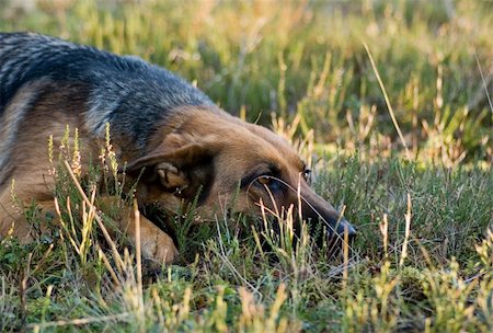 simsearch:400-04446495,k - Germany Sheep-dog laying in the green grass Fotografie stock - Microstock e Abbonamento, Codice: 400-04506798