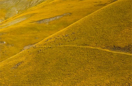 simsearch:400-05342047,k - Yellow colored dry hil with sheeps. Italy Stockbilder - Microstock & Abonnement, Bildnummer: 400-04507066