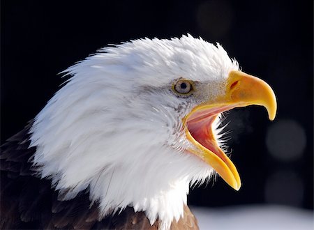simsearch:400-06330778,k - Close-up picture of a Screaming American Bald Eagle Stockbilder - Microstock & Abonnement, Bildnummer: 400-04507150