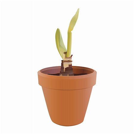 Green sprout in a flowerpot Stock Photo - Budget Royalty-Free & Subscription, Code: 400-04507197