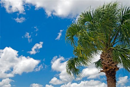A palm tree blowing in the wind against a partly cloudy blue sky Fotografie stock - Microstock e Abbonamento, Codice: 400-04507520