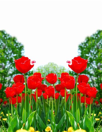 simsearch:400-08400581,k - Floral background of bright red tulips blooming in a spring garden Photographie de stock - Aubaine LD & Abonnement, Code: 400-04507588