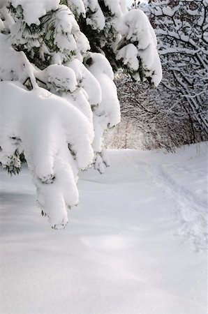 simsearch:400-04267527,k - Path in winter forest after a snowfall Fotografie stock - Microstock e Abbonamento, Codice: 400-04507589