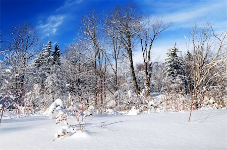 simsearch:400-03985276,k - Winter landscape of a sunny forest after a heavy snowfall Foto de stock - Super Valor sin royalties y Suscripción, Código: 400-04507590