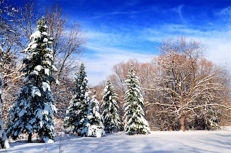 simsearch:400-03985276,k - Winter landscape of a sunny forest after a heavy snowfall Foto de stock - Super Valor sin royalties y Suscripción, Código: 400-04507591