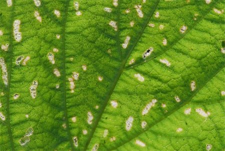 green leaf with holes in the gardens Stock Photo - Budget Royalty-Free & Subscription, Code: 400-04507601