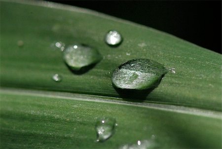 water droplet and leaf in the gardens Stock Photo - Budget Royalty-Free & Subscription, Code: 400-04507625