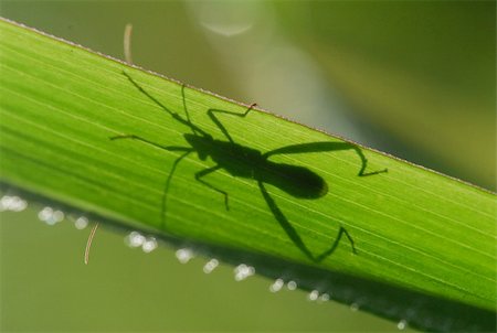 small insect and leaf in the parks Stock Photo - Budget Royalty-Free & Subscription, Code: 400-04507647