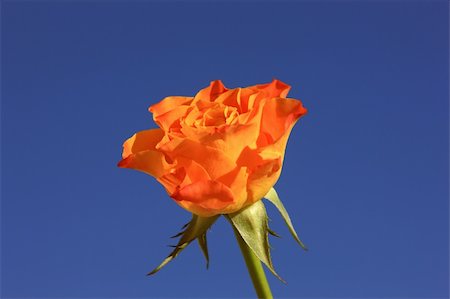 simsearch:400-05294518,k - Close view of a beautiful orange rose on a blue background Fotografie stock - Microstock e Abbonamento, Codice: 400-04507934