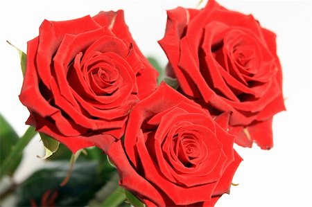 simsearch:400-03974303,k - Close view of three beautiful red roses Photographie de stock - Aubaine LD & Abonnement, Code: 400-04507936