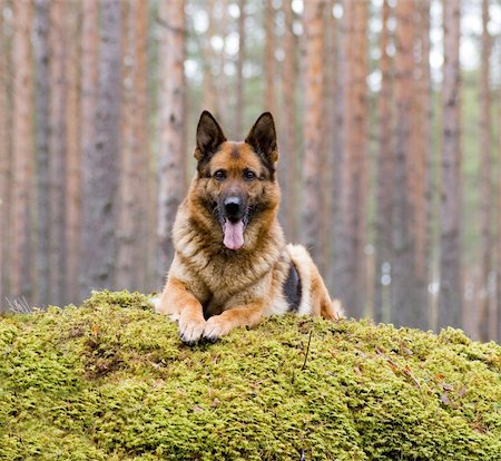 simsearch:400-04446495,k - Germany Sheep-dog laying on the stone Fotografie stock - Microstock e Abbonamento, Codice: 400-04507933