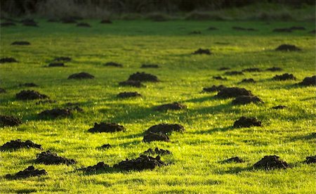 simsearch:400-04529761,k - Molehill on Grass a sunny morning Fotografie stock - Microstock e Abbonamento, Codice: 400-04508014