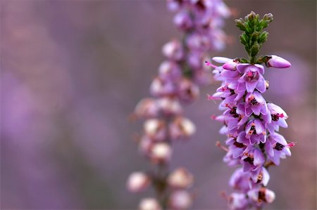 simsearch:400-05162269,k - Macro picture of a part of heather. Stock Photo - Budget Royalty-Free & Subscription, Code: 400-04508138