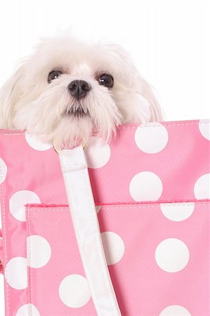 spoiled pooch Stock Photo - Budget Royalty-Free & Subscription, Code: 400-04508267