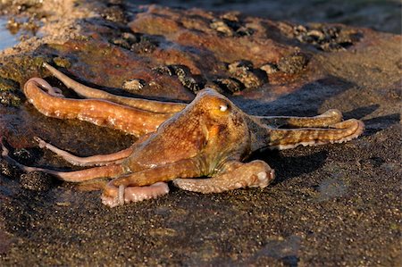 An octopus (Octopus vulgaris) on coastal rocks, South Africa Stockbilder - Microstock & Abonnement, Bildnummer: 400-04508390