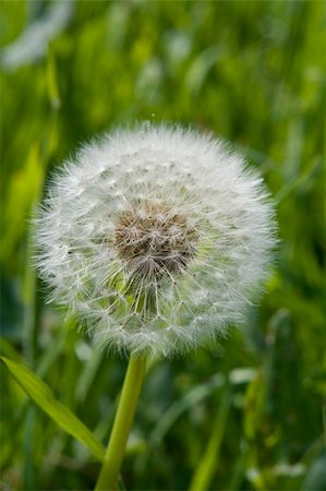 Dandilion Clock Seed head, blow it to tell the time Stock Photo - Budget Royalty-Free & Subscription, Code: 400-04508417