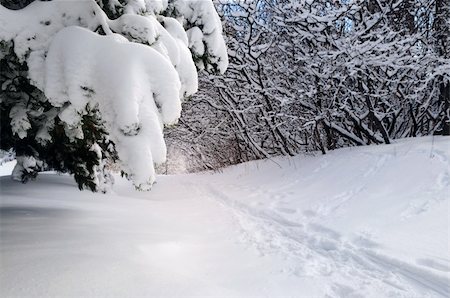 simsearch:400-04267527,k - Path in winter forest after a snowfall Fotografie stock - Microstock e Abbonamento, Codice: 400-04508746
