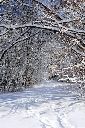simsearch:400-04267527,k - Path in winter forest after a snowfall Fotografie stock - Microstock e Abbonamento, Codice: 400-04508747