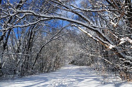 simsearch:400-03985276,k - Path in winter forest after a snowfall Foto de stock - Super Valor sin royalties y Suscripción, Código: 400-04508748