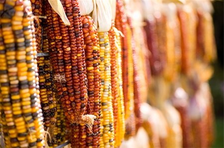 Closeup of colorful Indian Corn hanging to dry. Stockbilder - Microstock & Abonnement, Bildnummer: 400-04508749