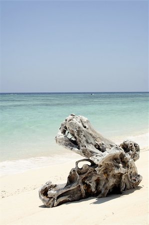 gnarley log on beach in philippines Foto de stock - Super Valor sin royalties y Suscripción, Código: 400-04508761