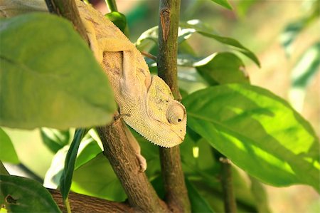 simsearch:400-04000990,k - Lazy chameleon in the tree in Cyprus. Stock Photo - Budget Royalty-Free & Subscription, Code: 400-04508786