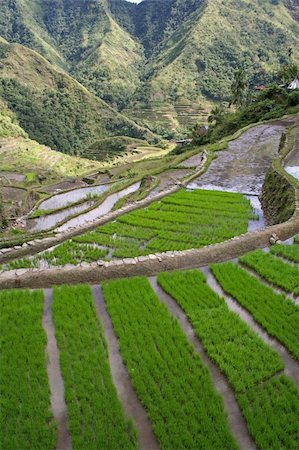 rice farm philippine - rice terraces in northern luzon the philippines Foto de stock - Super Valor sin royalties y Suscripción, Código: 400-04508990