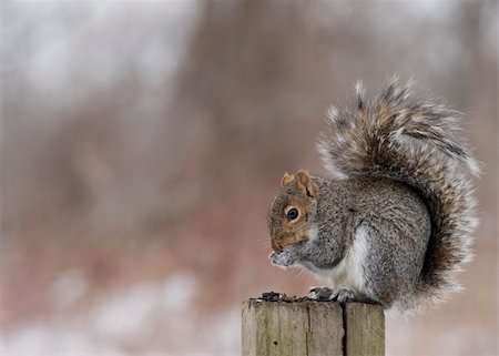simsearch:400-03936928,k - Gray squirrel perched on a wooden post Fotografie stock - Microstock e Abbonamento, Codice: 400-04509018
