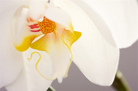 simsearch:400-04632547,k - Beautiful White Macro Orchid Flower Blossom. Foto de stock - Super Valor sin royalties y Suscripción, Código: 400-04509130