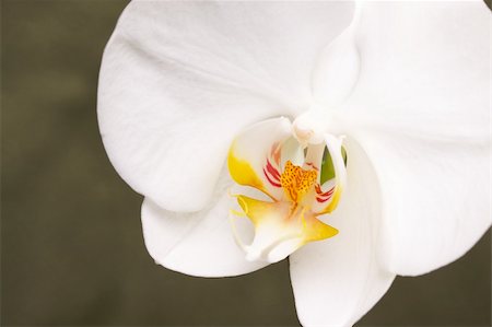 simsearch:400-04632547,k - Beautiful White Macro Orchid Flower Blossom on Green. Foto de stock - Super Valor sin royalties y Suscripción, Código: 400-04509131
