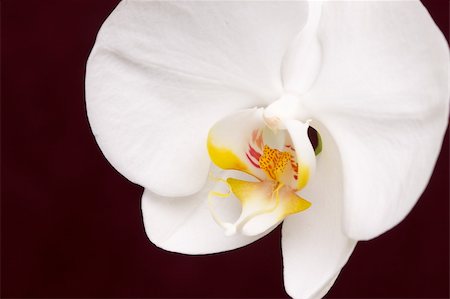 simsearch:400-04632547,k - Beautiful White Macro Orchid Flower Blossom on Burgundy. Foto de stock - Super Valor sin royalties y Suscripción, Código: 400-04509132