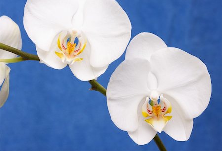 simsearch:400-04632547,k - Beautiful White Orchid Branch Blossoms on Blue. Foto de stock - Super Valor sin royalties y Suscripción, Código: 400-04509133