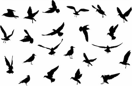 simsearch:400-04618849,k - birds silhouettes Fotografie stock - Microstock e Abbonamento, Codice: 400-04509344