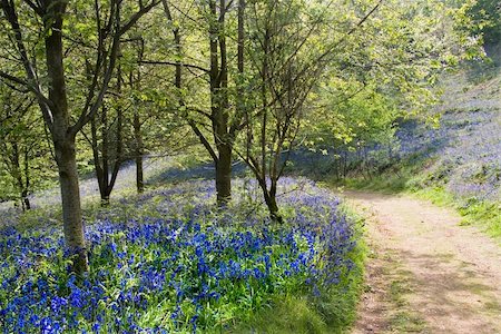 davidmartyn (artist) - bluebells in wood green leaves trees behind Photographie de stock - Aubaine LD & Abonnement, Code: 400-04509347