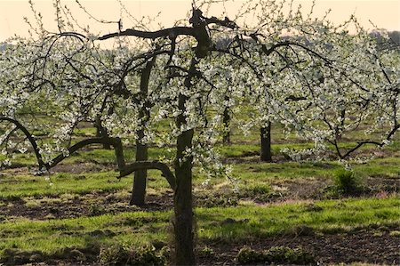 blossom apple orchards vale of evesham worcestershire Stock Photo - Budget Royalty-Free & Subscription, Code: 400-04509356