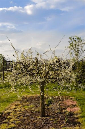 blossom apple orchards vale of evesham worcestershire Stock Photo - Budget Royalty-Free & Subscription, Code: 400-04509357