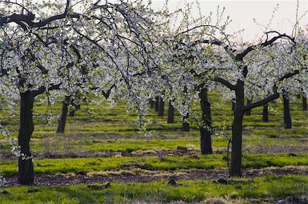 blossom apple orchards vale of evesham worcestershire Stock Photo - Budget Royalty-Free & Subscription, Code: 400-04509358