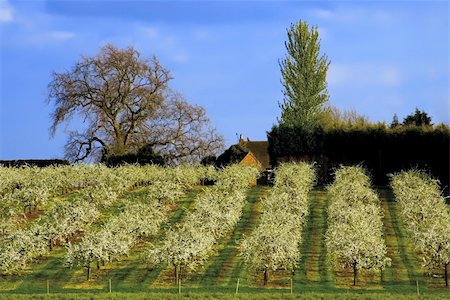blossom apple orchards vale of evesham worcestershire Stock Photo - Budget Royalty-Free & Subscription, Code: 400-04509359