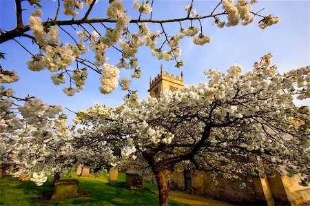 simsearch:862-06676671,k - Trees in blossom at overbury church worcestershire. Foto de stock - Super Valor sin royalties y Suscripción, Código: 400-04509353